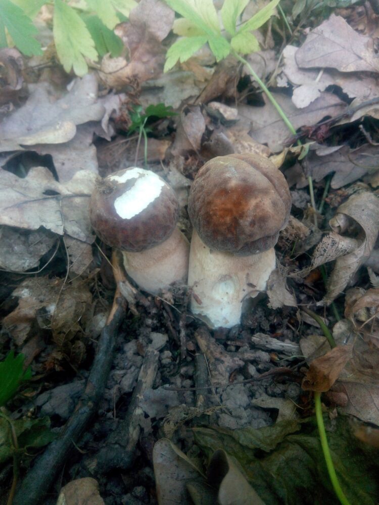 Збір грибів - улюблена традиція