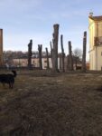 обрізали дерева Кременець