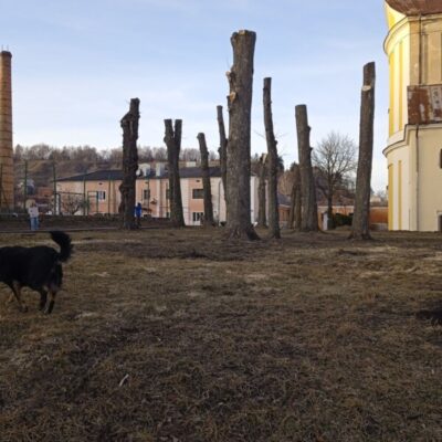 обрізали дерева Кременець