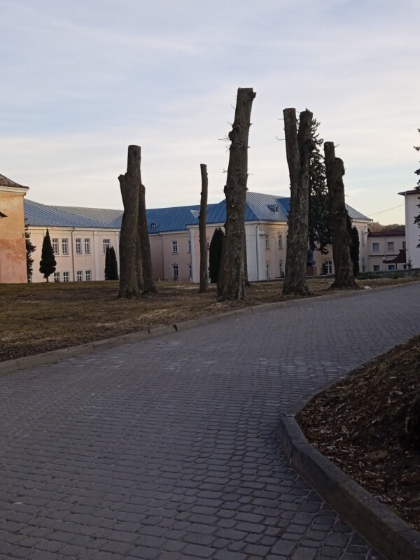 обрізали дерева Кременець