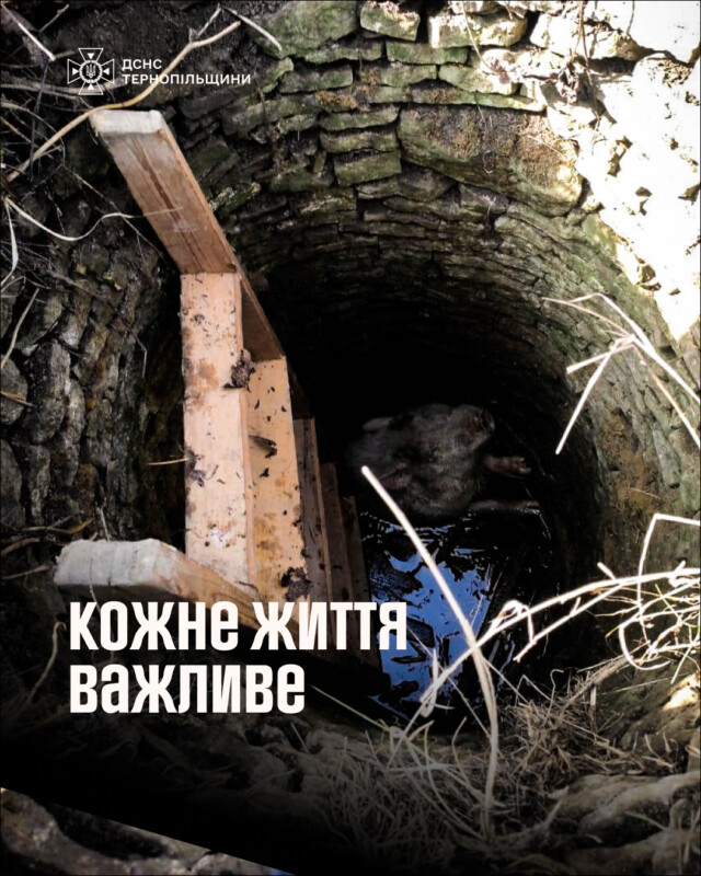 свиня впала у колодязь