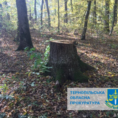 зрубали дерева