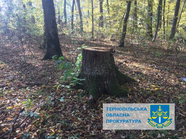 зрубали дерева