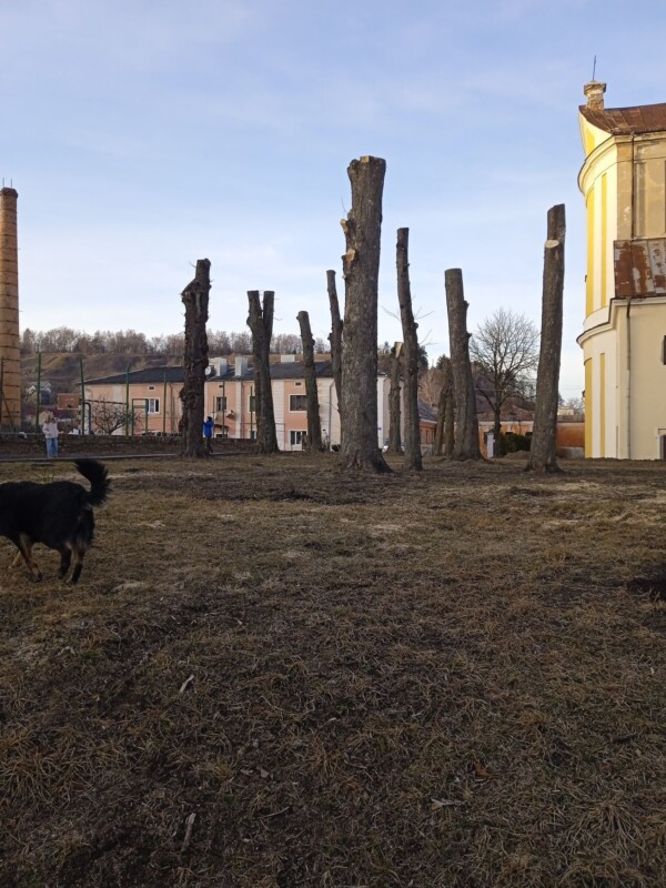 обрізали дерева Кременець