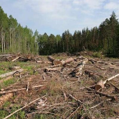 вирубка лісу