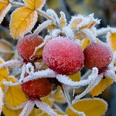 заморозки