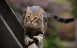 Котик