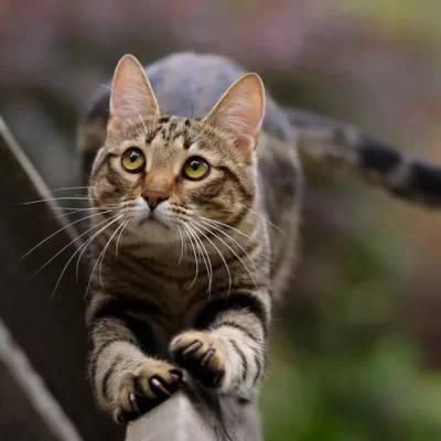 Котик
