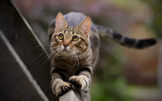 Котик