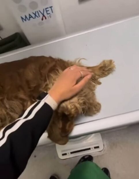 собака