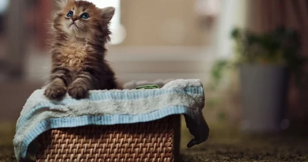 кошеня