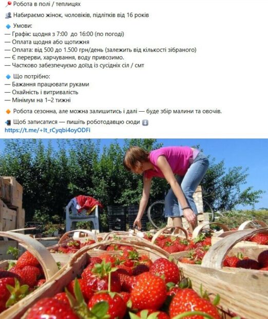 робота на полуницях