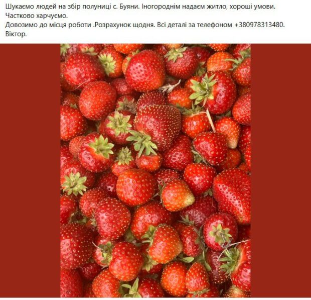 робота на полуницях