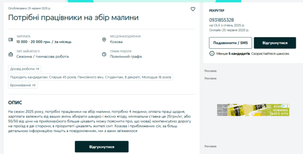робота на полуницях