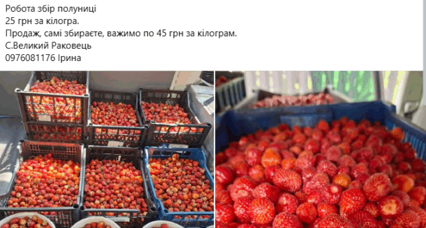 робота на полуницях