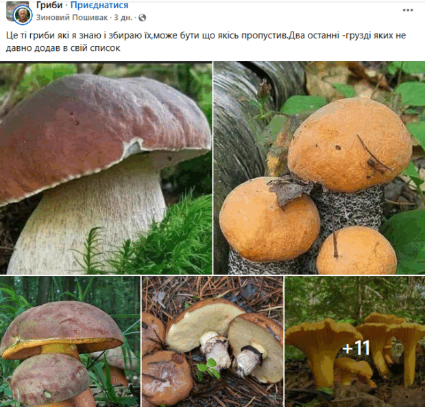 гриби