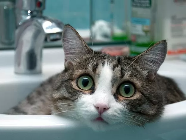 котик