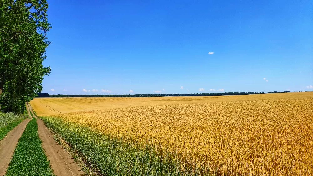 поле