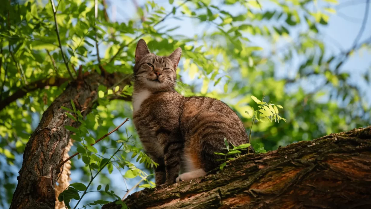 котик