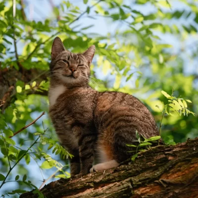 котик