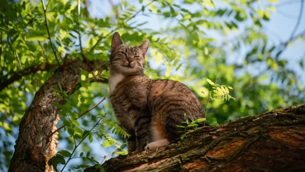 котик