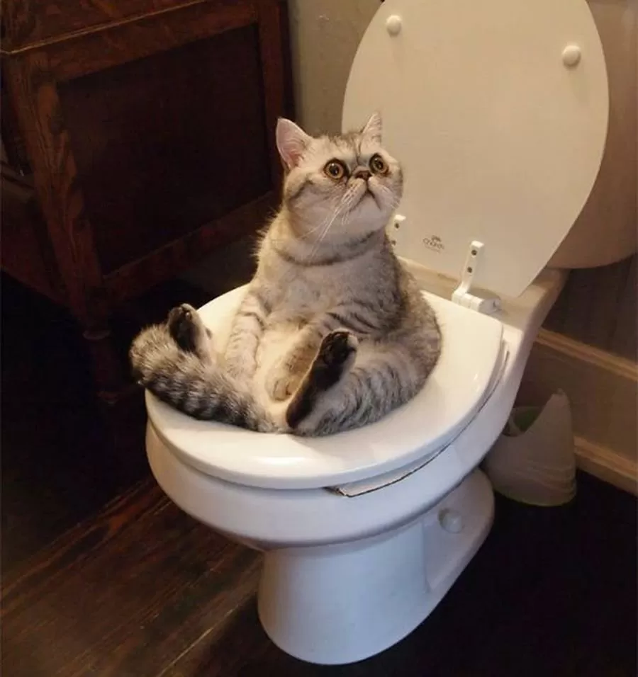 котик на туалеті