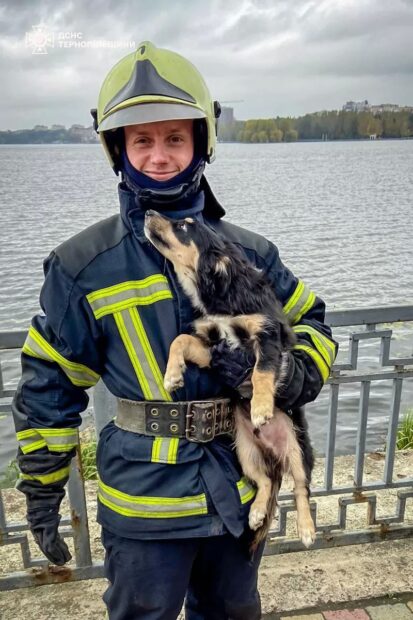 собака