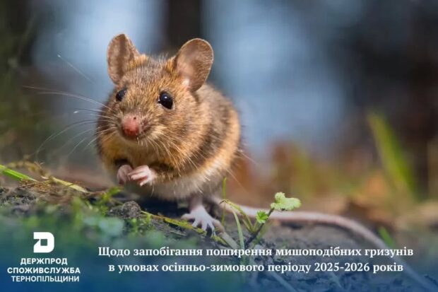 гризуни