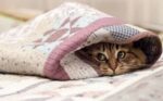 котик_похолодання