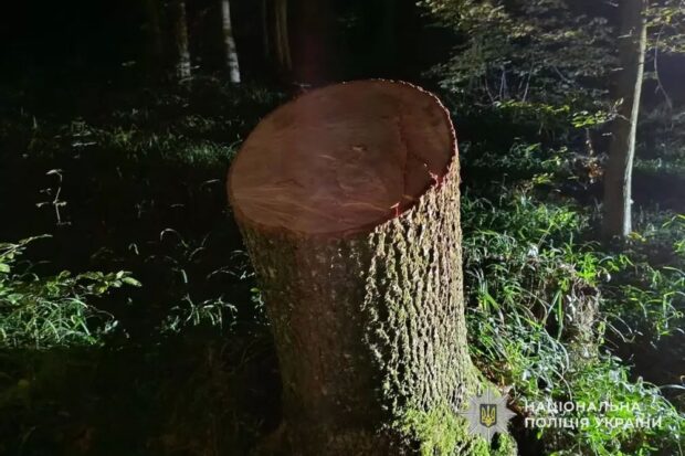 дерево