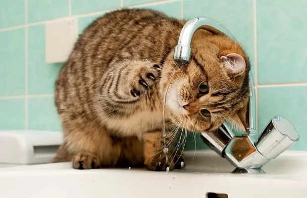 котик біля крану