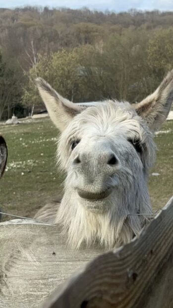 Еко-ферма "Веселі козенята"