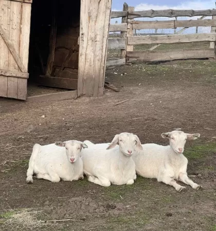 Екоферма "Веселі козенята"