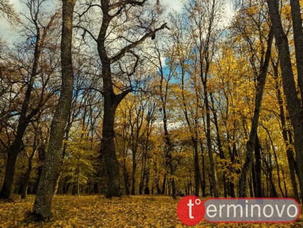 Вишнівецький палацово-парковий комплекс восени