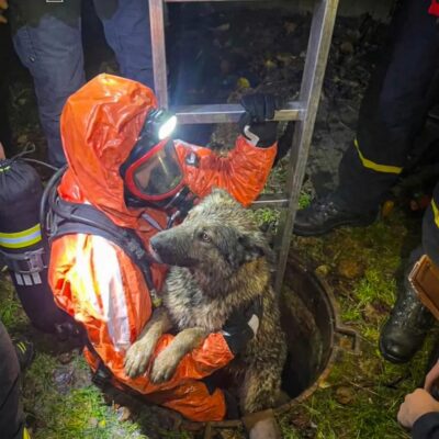 визволили собаку