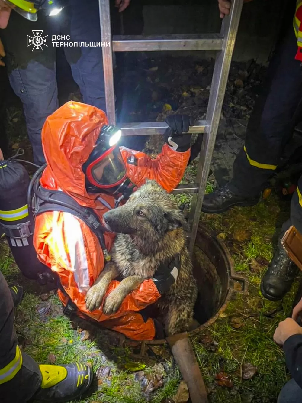 визволили собаку