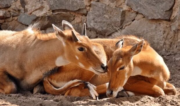 Приватний зоопарк "Крайня хата"