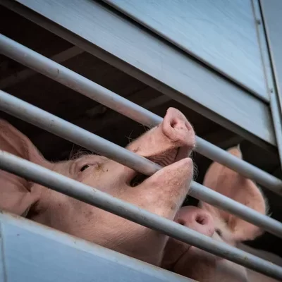 свині у вантажівці