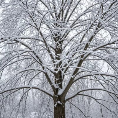 клен у снігу