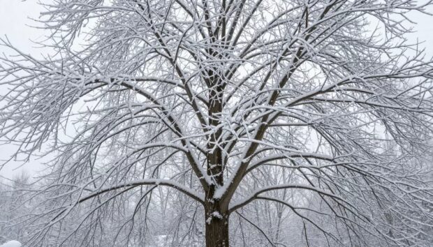 клен у снігу