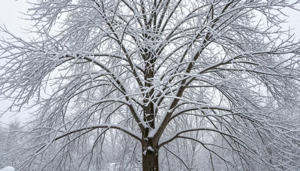 клен у снігу