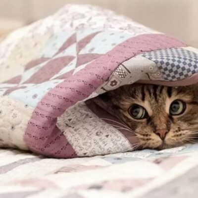 кіт під ковдрою