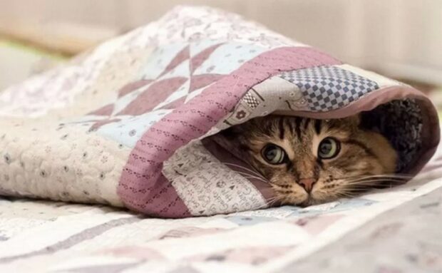 кіт під ковдрою