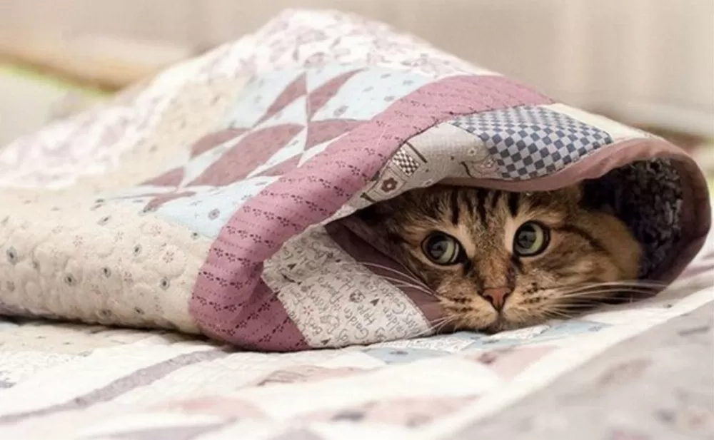 кіт під ковдрою