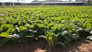 поле капусти