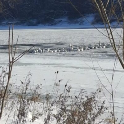 лебеді