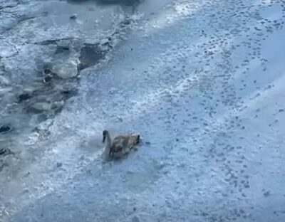 лебедь