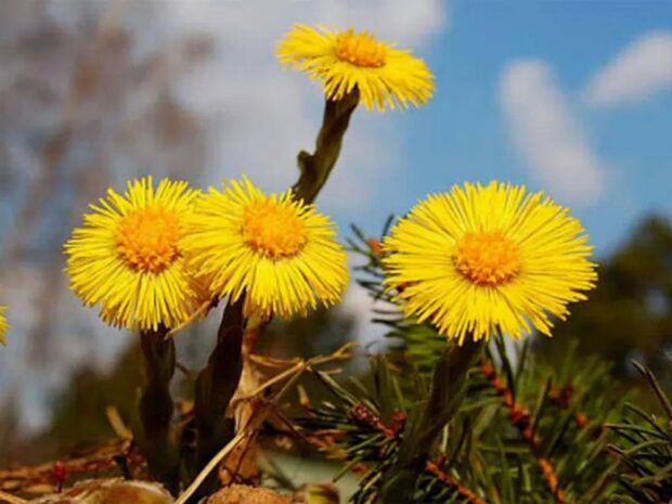 Мати-й-мачуха