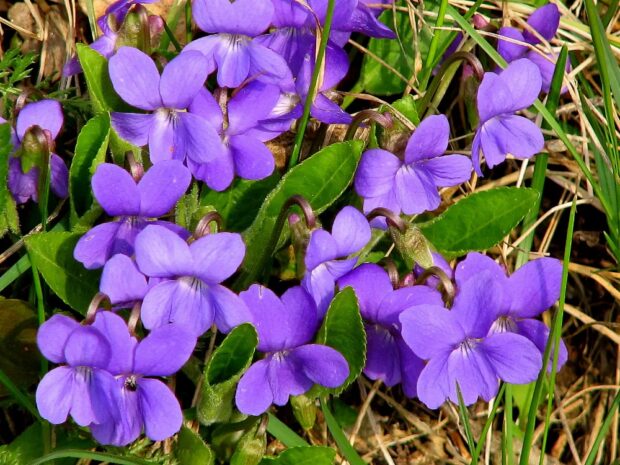 Фіалка запашна