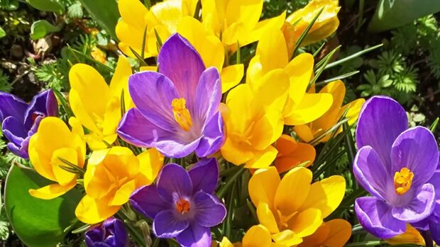 Садові крокуси